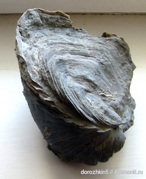 мел, Cretaceous