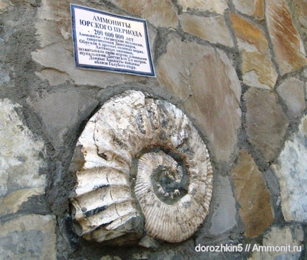 аммониты, Ammonites