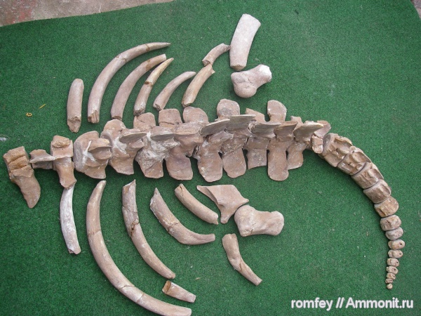 киты, Черное море, Cetotherium, цетотерии, сармат, Болгария, праисторически кит