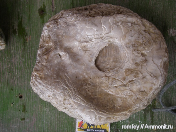 моллюски, устрицы, Ostrea, Болгария, Родопи планина, Родопы