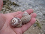 Barbotella intermedia