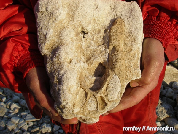 Черное море, челюсти, Болгария