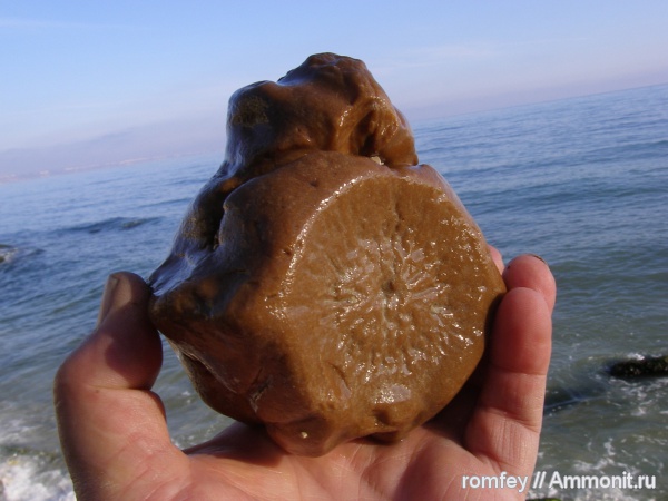 киты, Черное море, позвонки, сармат, Болгария