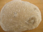 Колониальный коралл