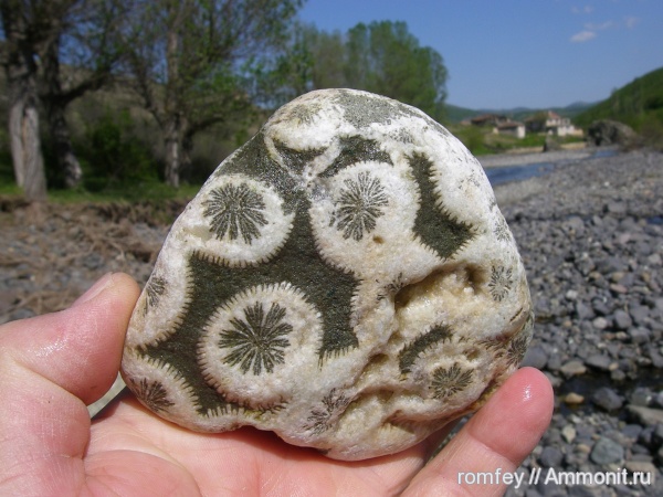 кораллы, Болгария, Scleractinia, Родопы, Favia