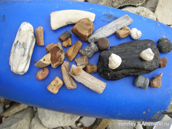 киты, Черное море, позвонки, Cetotherium, цетотерии, Barbotella intermedia, рёбра, Болгария