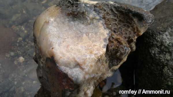 кораллы, Болгария, Scleractinia, Родопы