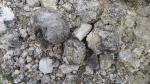 Различные кораллы