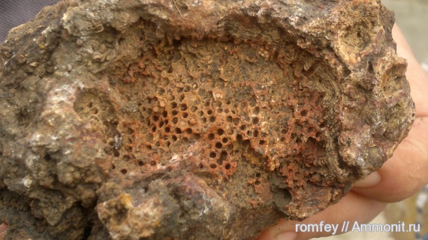 кораллы, Болгария, Scleractinia, Родопы