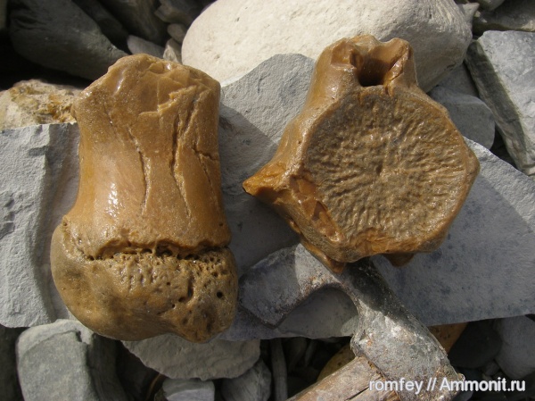 киты, Черное море, Cetotherium, цетотерии, Болгария