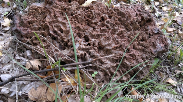 кораллы, Болгария, Scleractinia, Родопы