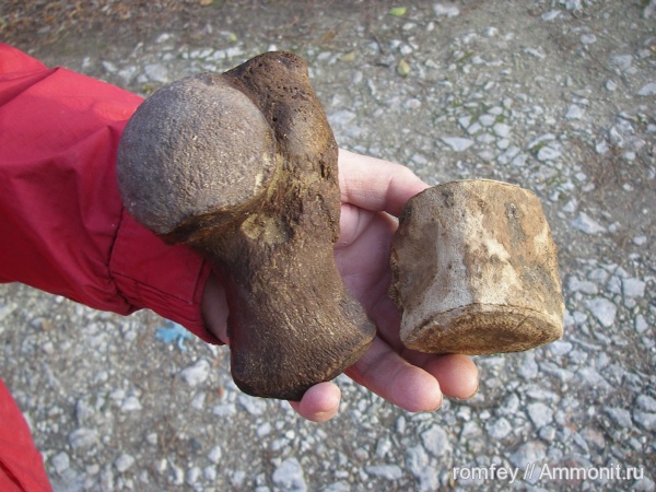 киты, позвонки, Cetotherium, цетотерии, Болгария