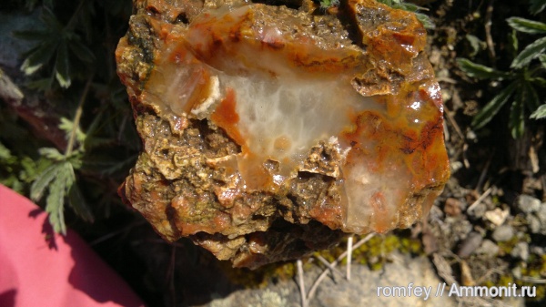 кораллы, Болгария, Scleractinia