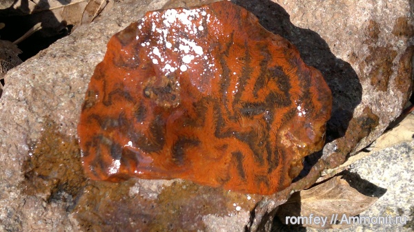 кораллы, Болгария, Scleractinia