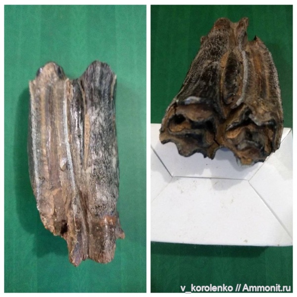 Китай, зубы, плейстоцен, лошади