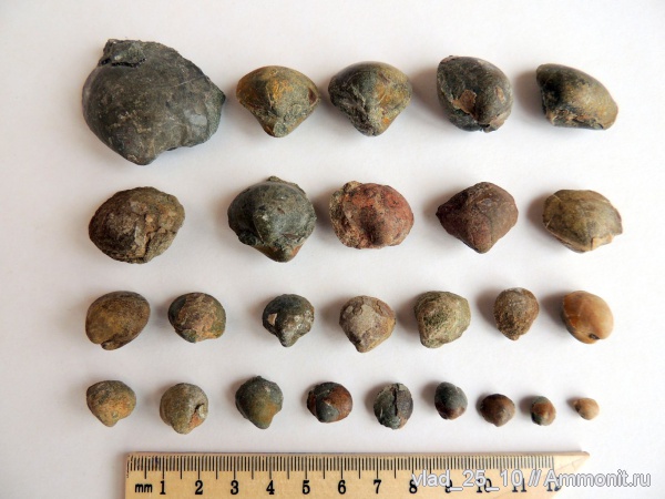меловой период, двустворчатые моллюски, Кисловодск, Cretaceous
