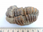 Трилобит Flexycalymene
