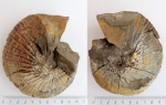 Аммонит Phyllopachyceras prendeli