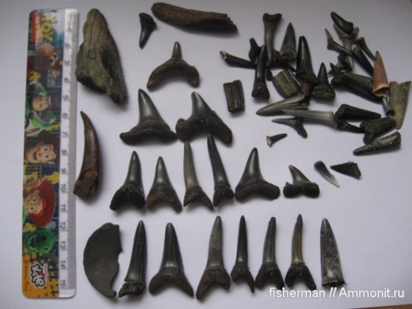 рыбы, позвоночные, акулы, Украина, fish, sharks