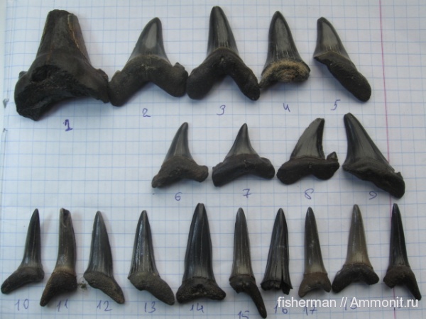 палеоген, рыбы, позвоночные, акулы, Украина, fish, sharks