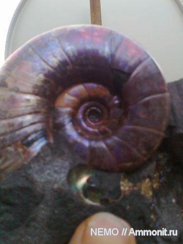 Eogaudryceras