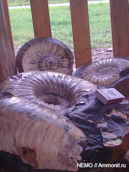 Parahoplites