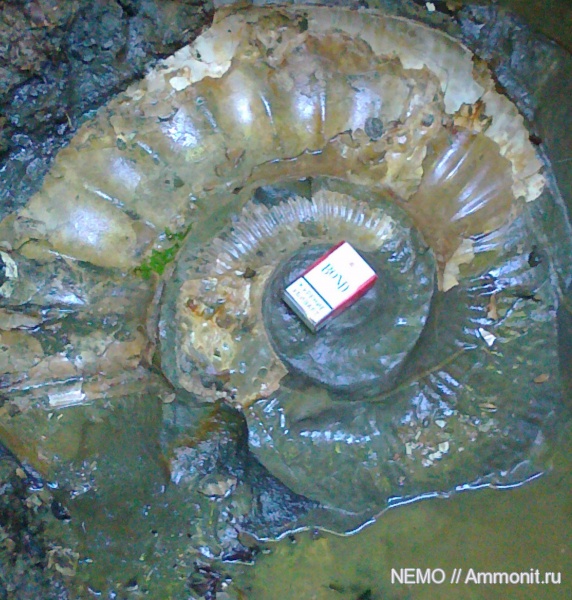 Ammonitoceras