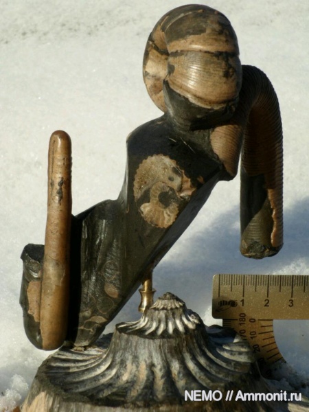 гетероморфные аммониты, мезозой, апт, Jaubertella, Ptychoceras, Hamites, Lytoceratina, р. Курджипс, Aptian, heteromorph ammonites