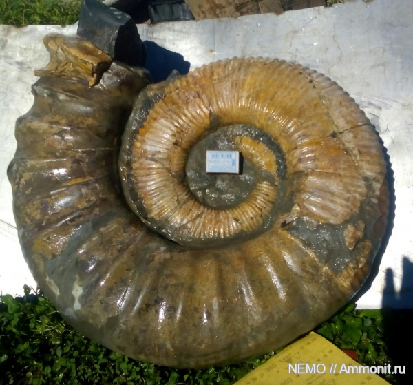 Ammonitoceras
