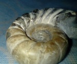 Непонятный---- Eogaudryceras duvalianus?