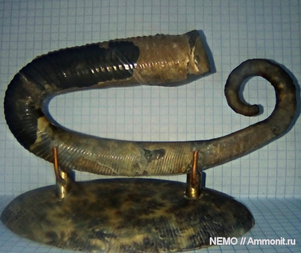 Acrioceras