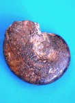 Аммонит 34,2мм
