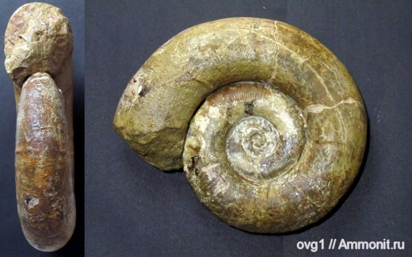 аммониты, Крым, готерив, Lytoceras, нижний готерив