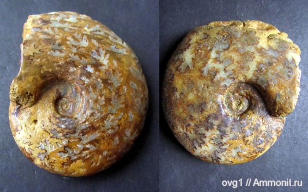 аммониты, Крым, баррем, нижний баррем, Barremites, Barremites difficilis
