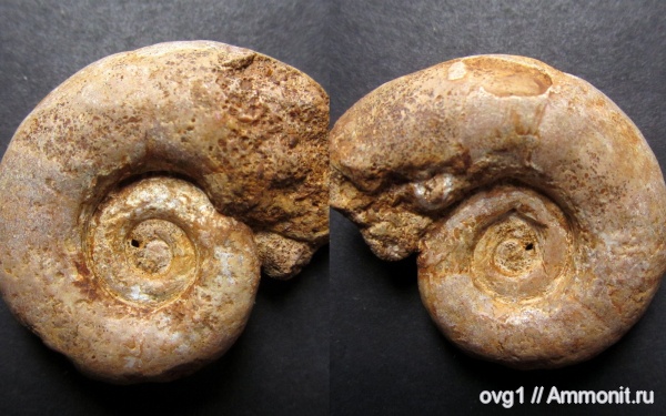 аммониты, Крым, баррем, нижний баррем, Silesites, Silesites vulpes
