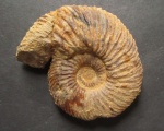 Speetoniceras 45мм