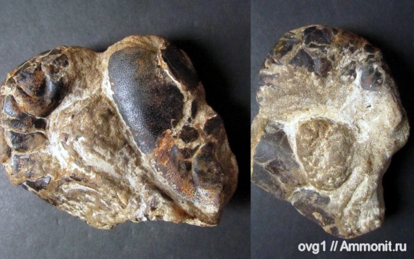 раки, Крым, готерив, Верхоречье, Hoploparia, нижний готерив, Hoploparia dentata