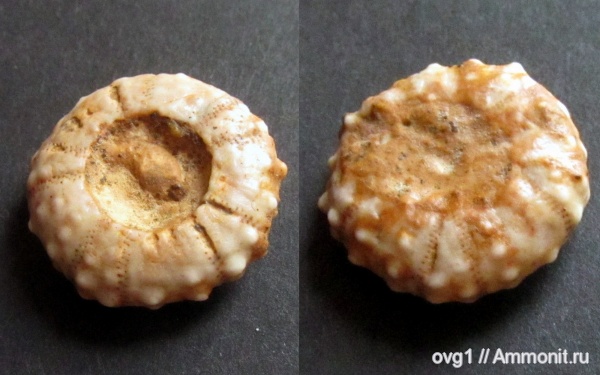 морские ежи, баррем, Phymosoma, Phymosoma loryi