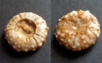 Phymosoma 16.5мм