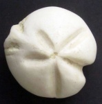 Linthia 35мм