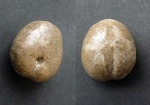 Toxaster retusus. 19мм