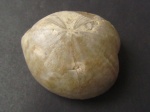 Holaster senonensis 47мм