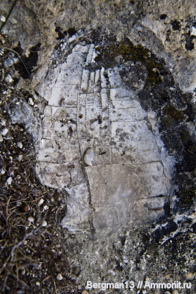 окаменелости, эоцен, известняк, отпечатки, Fossils