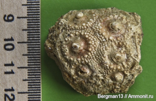 морские ежи, нижний мел, Крым, Симферополь, Петропавловский карьер, Lower Cretaceous