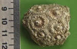 Фрагмент морского ежа Cidaroida.