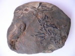 коралл
