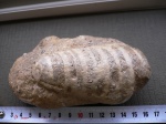 гастропода   Ampullospira