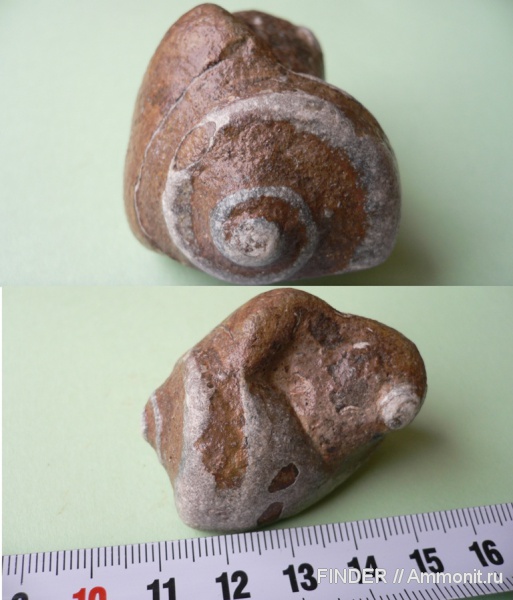 гастроподы, мел, Cretaceous