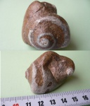 гастропода