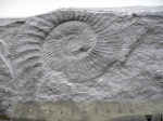 аммонит  Lithacoceras